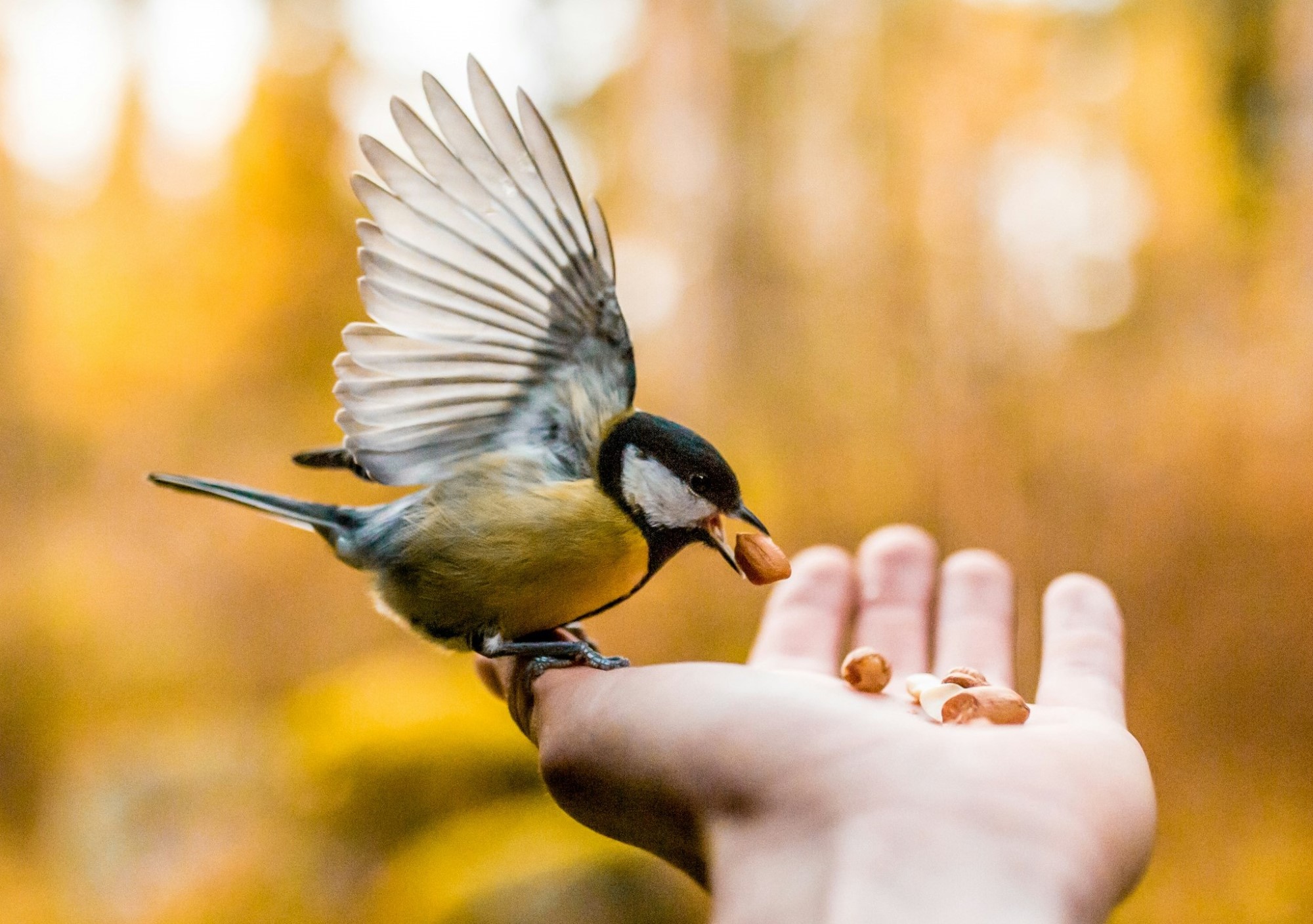 Fugl som spiser frø fra hånden