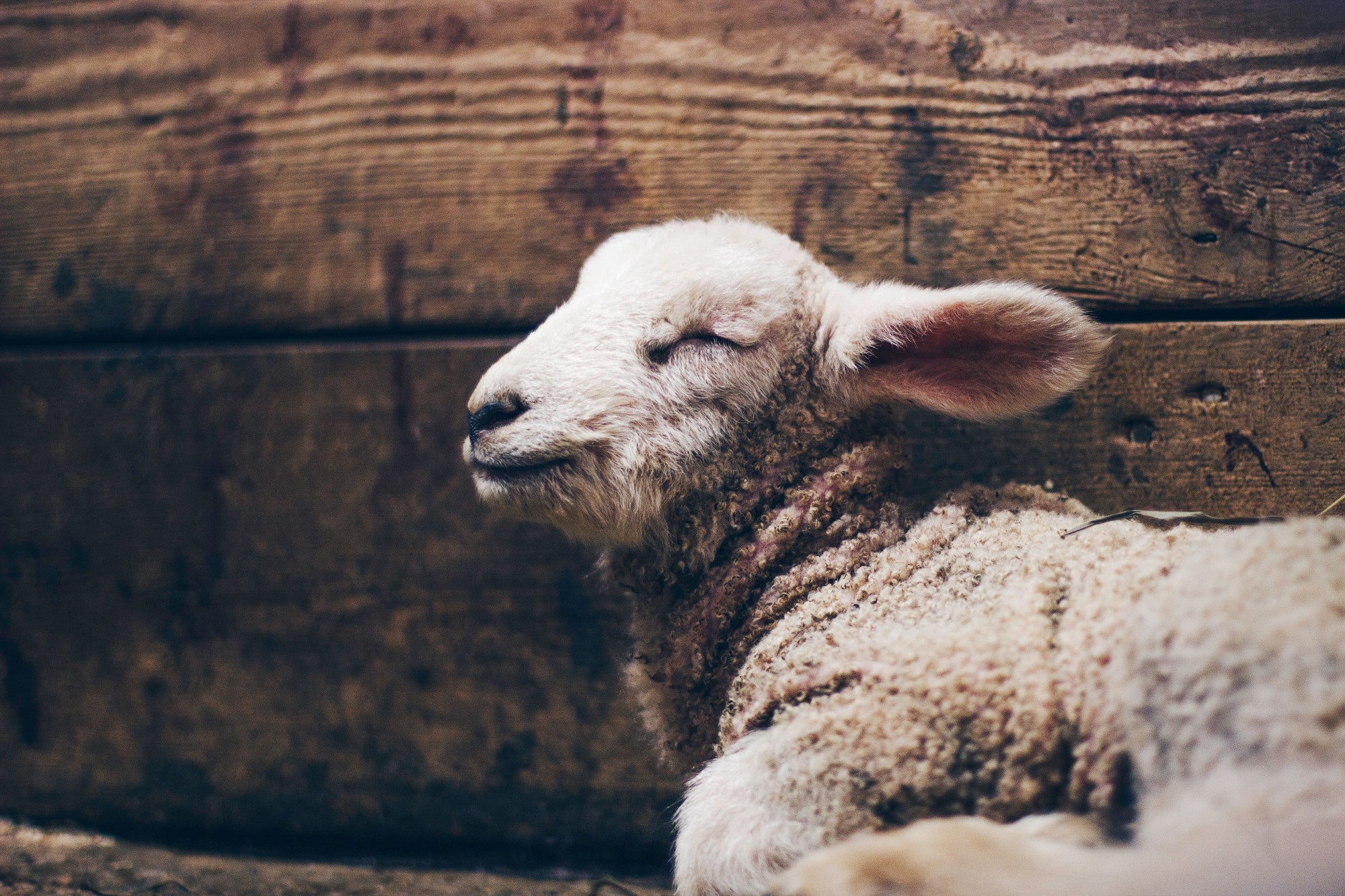 Bilde av et lam som ligger og "smiler"