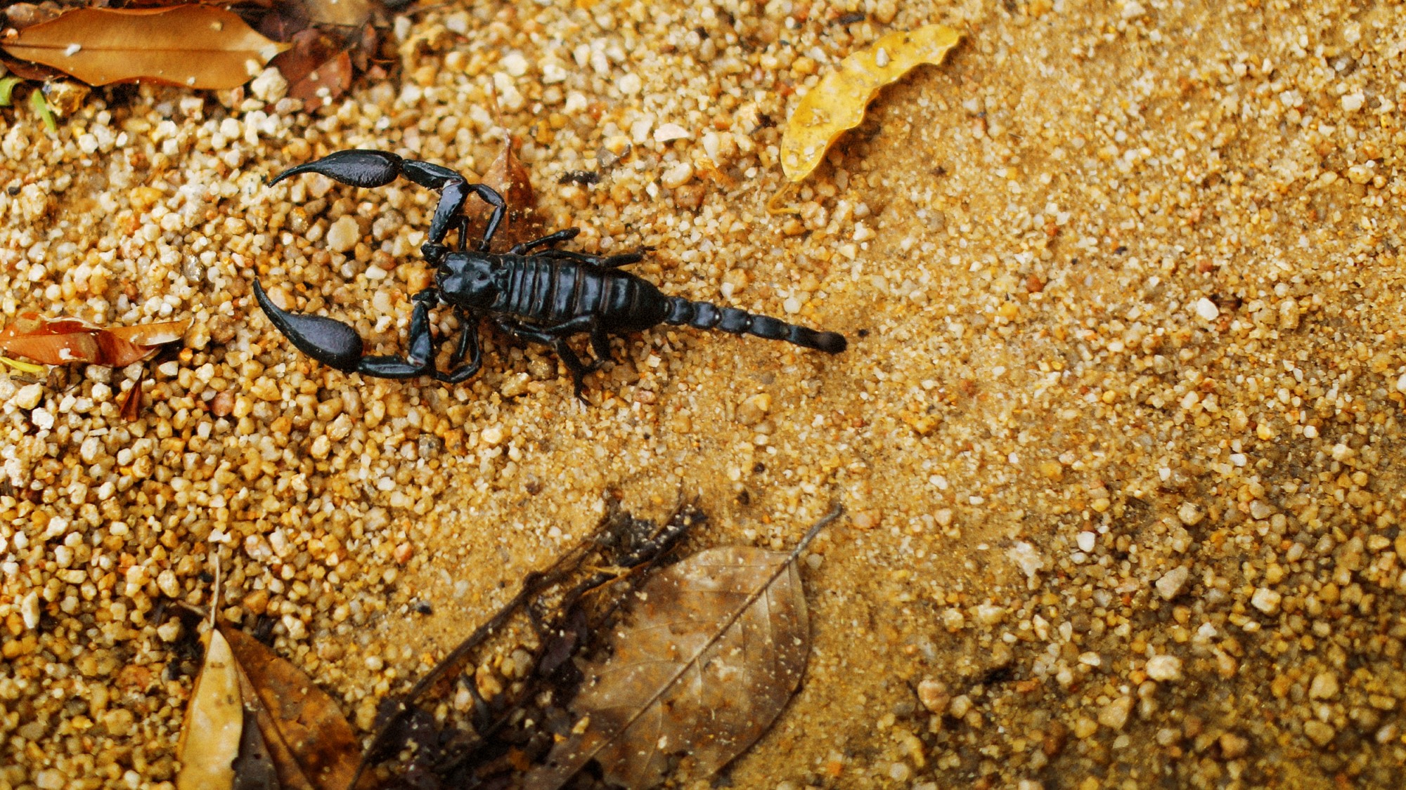 Skorpion på gul grus