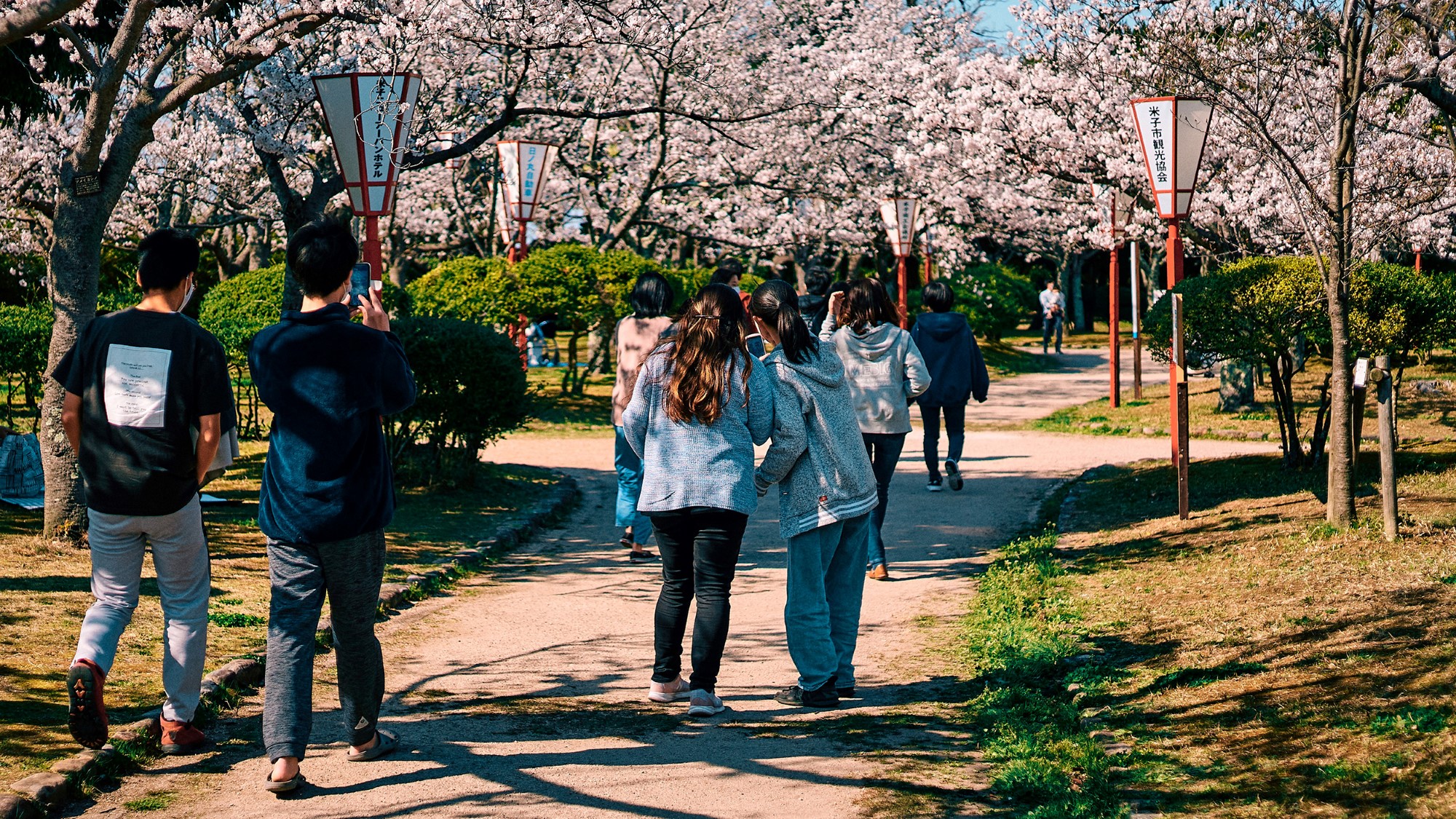 Grupper av venner rusler i park med blomstrende kirsebærtrær