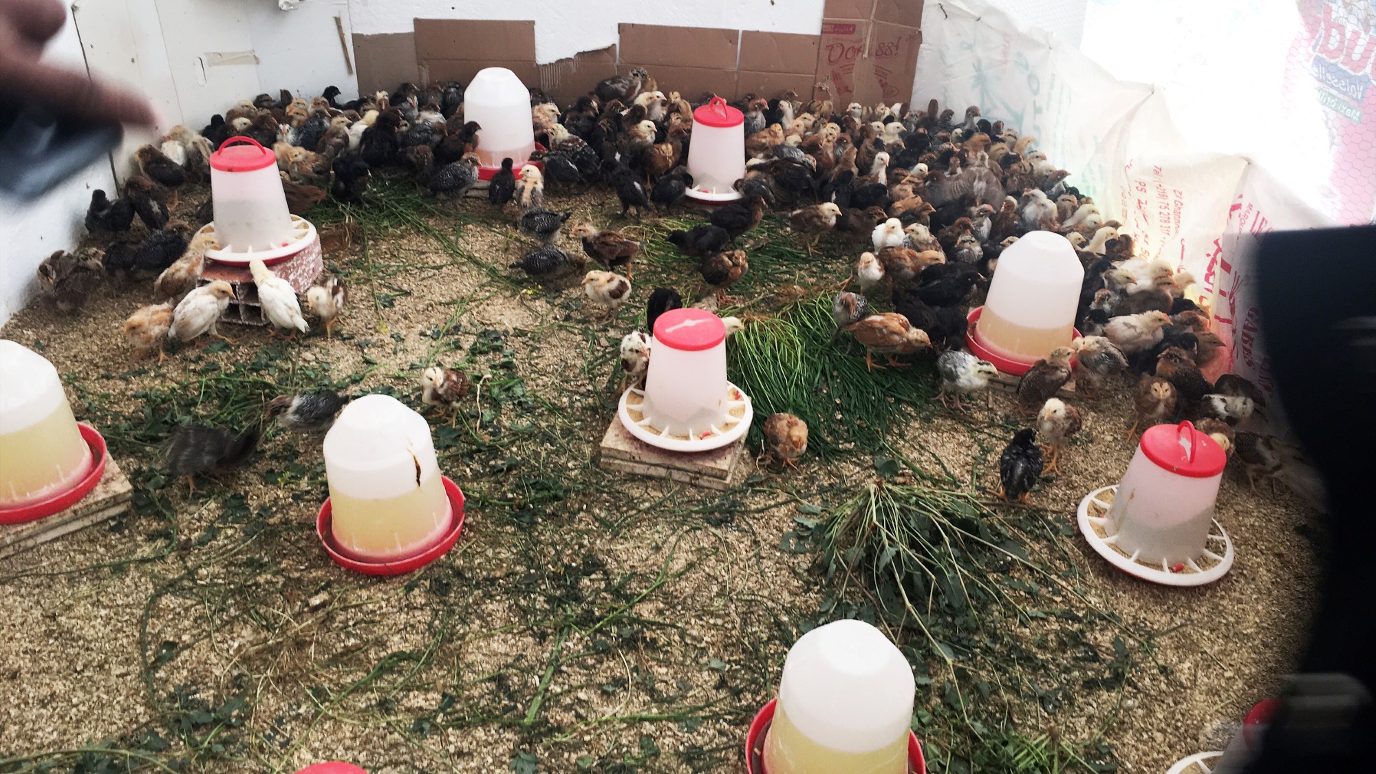 Kyllinger i rom med høy