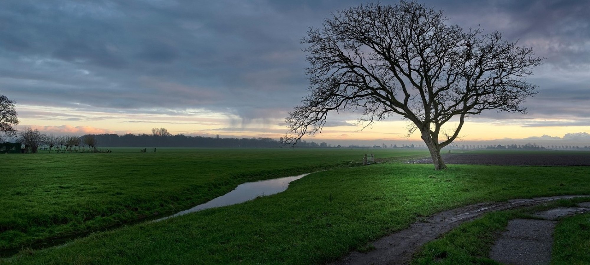 Bildet viser et tre som står på en frodig mark med en elv og lys på himmelen i bakgrunnen.