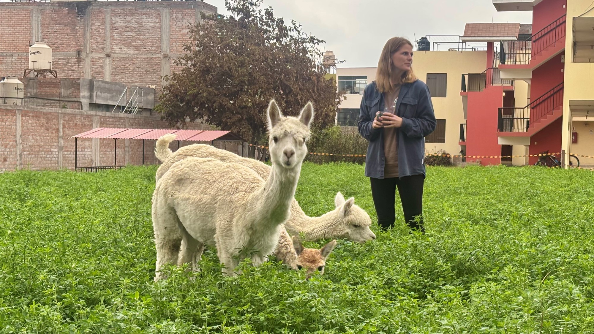 Marianne og alpakkaene