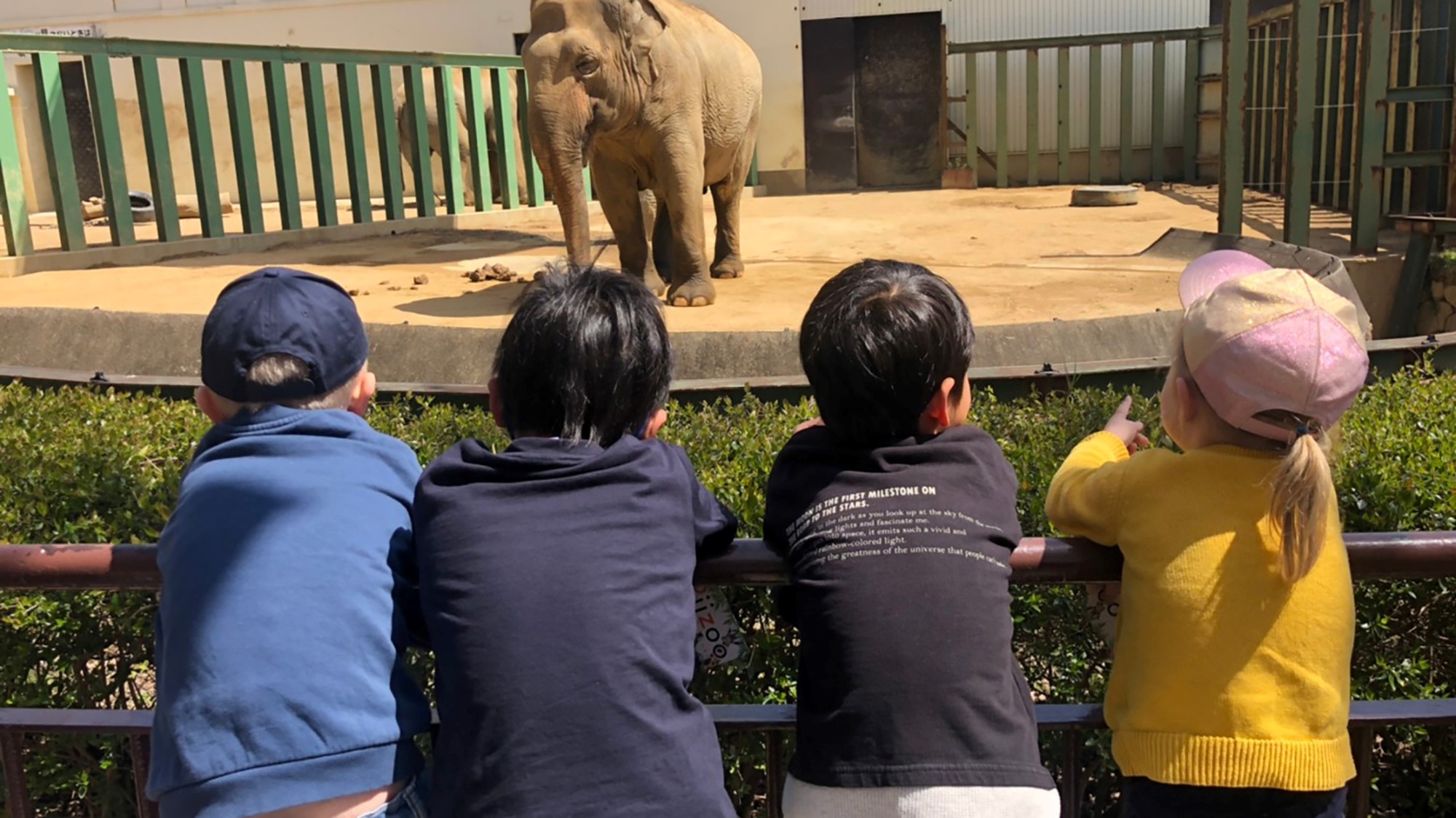 Norske og japanske barn ser på elefant