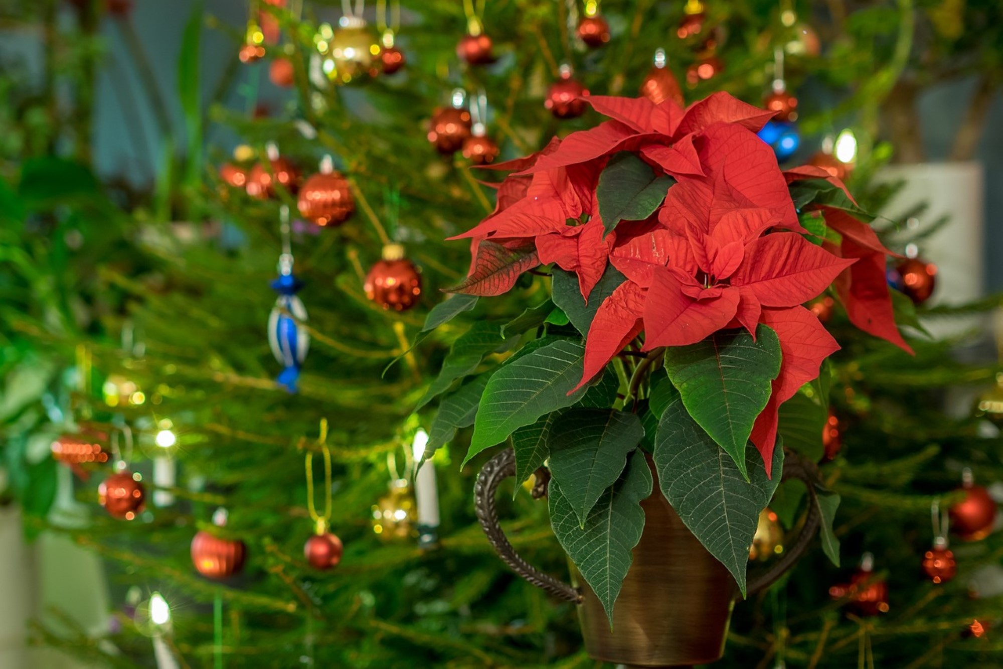 Bildet viser en julestjerne-blomst foran et juletre