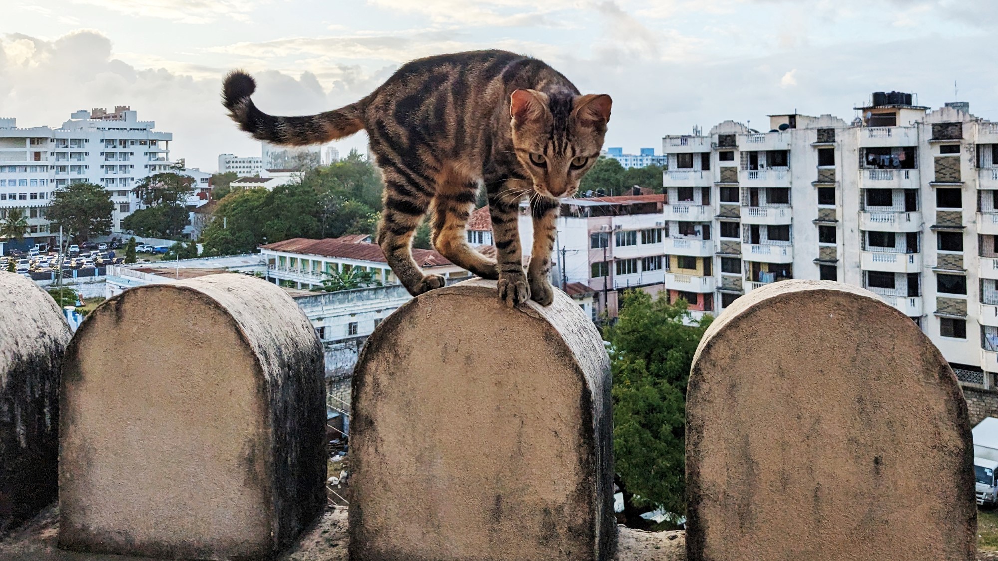 Katt på balkongmur