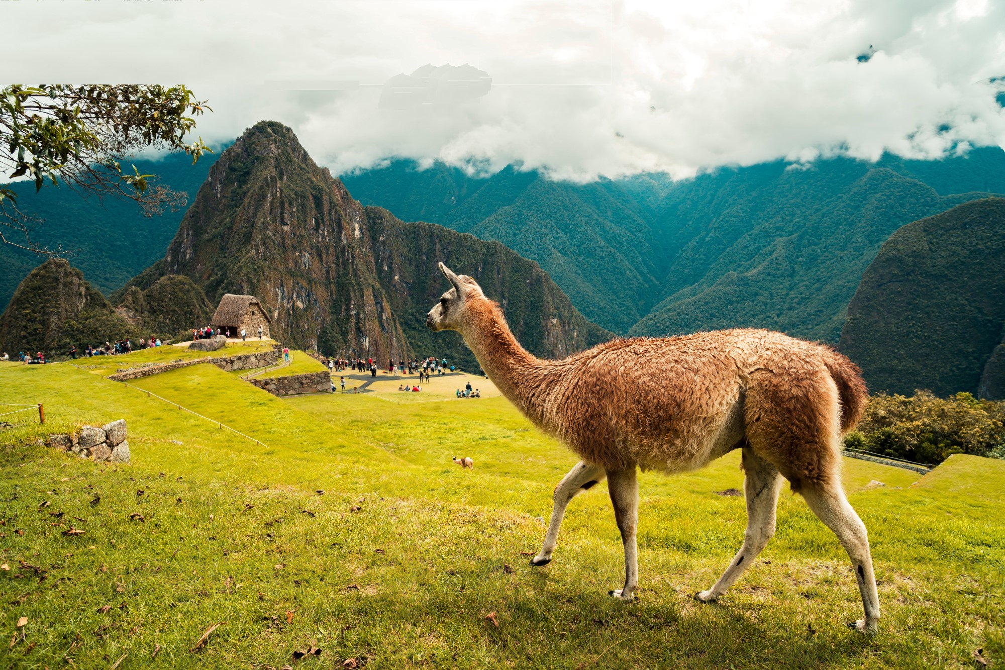Bilde av Inka-byen Machu Picchu med lama i forgrunnen.