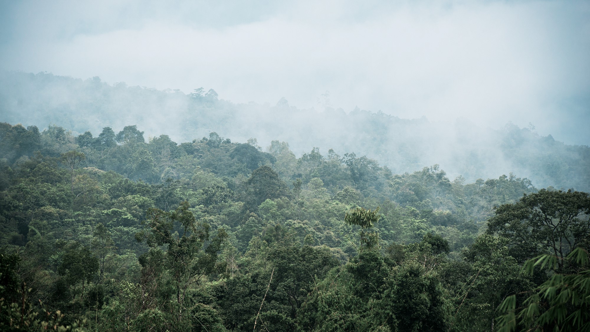 Skogkledde åssider i Indonesia