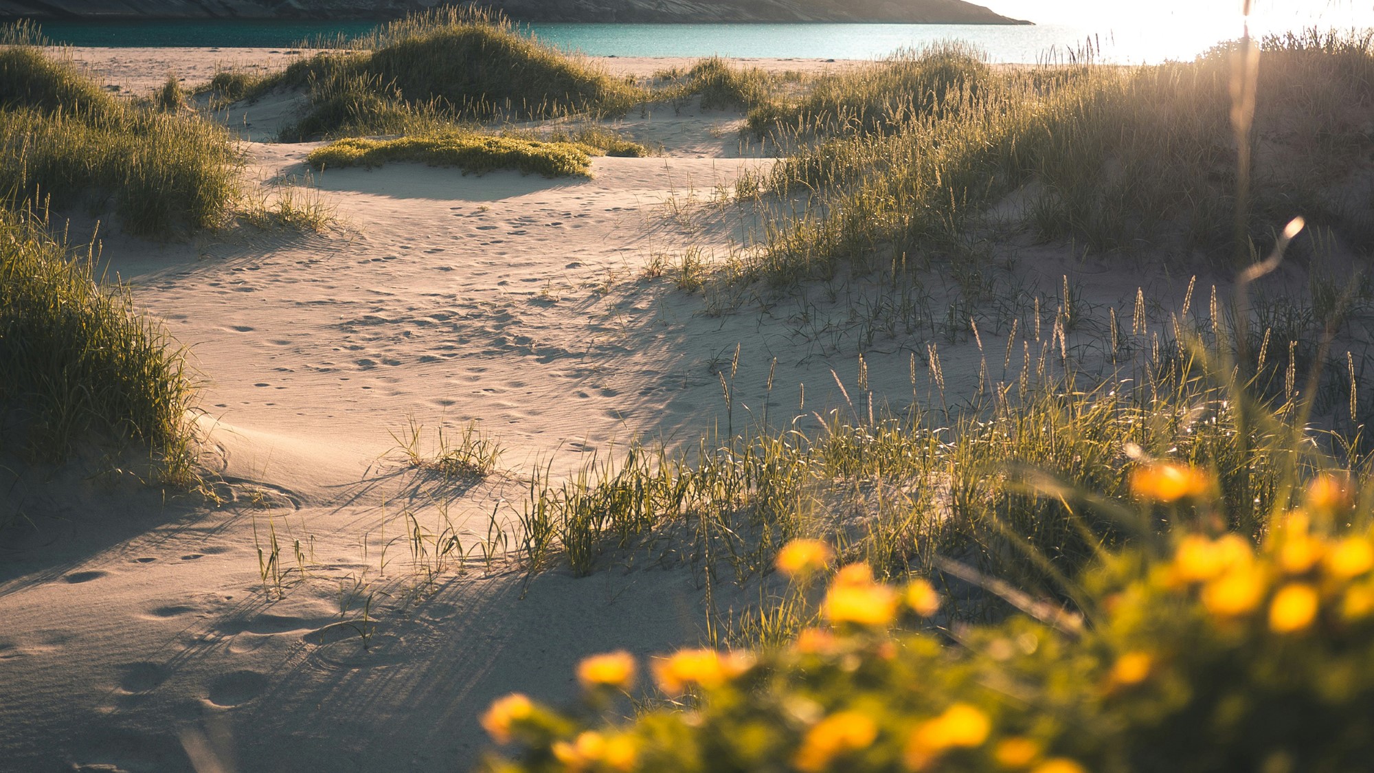 Sanddyner med gress og blomster ved norsk strand