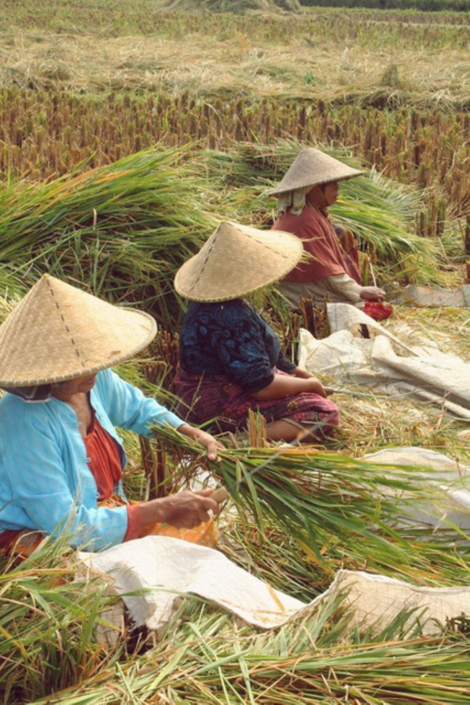 Rice harvesting 2