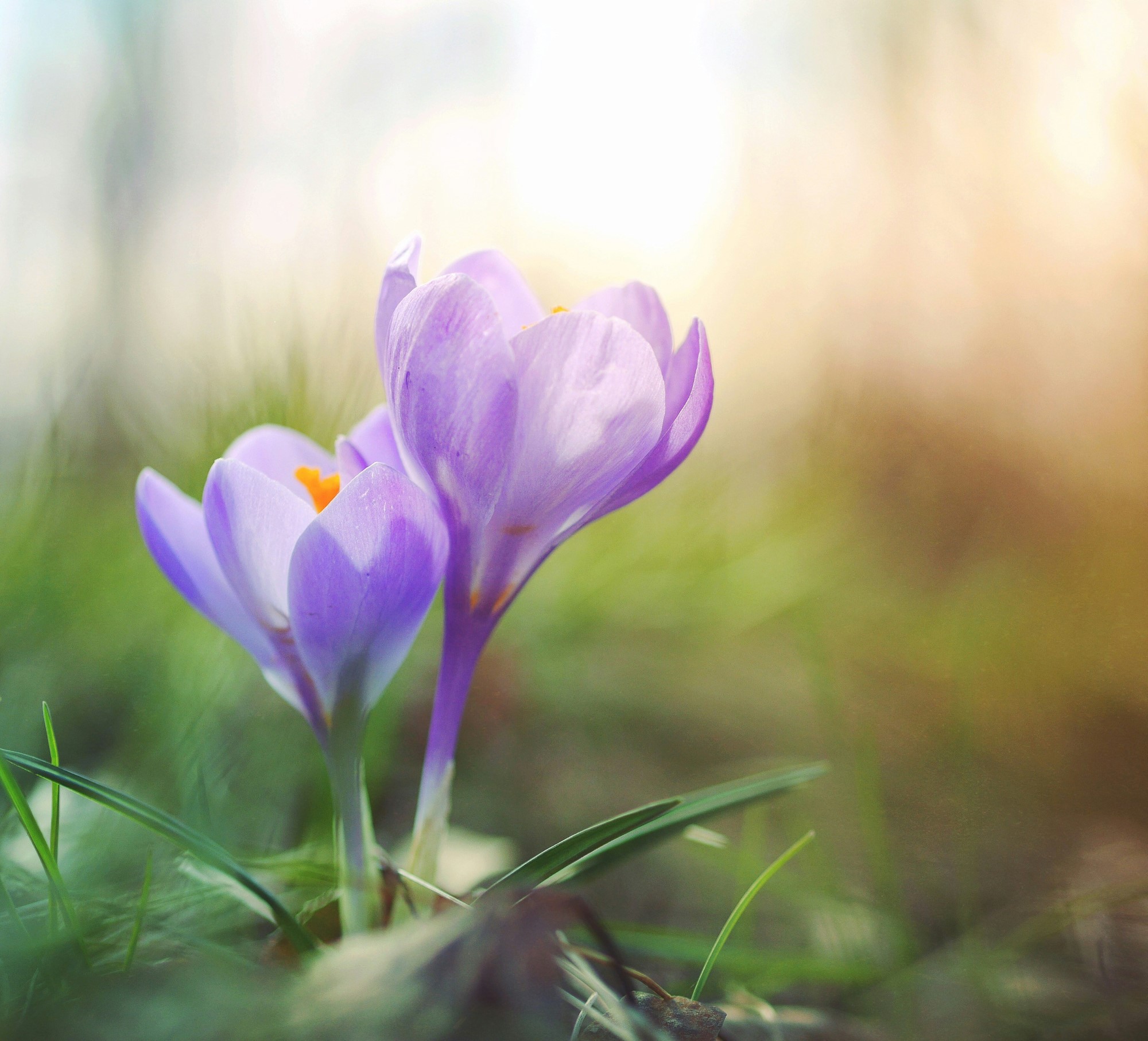 Blå krokus strekker seg mot lyset