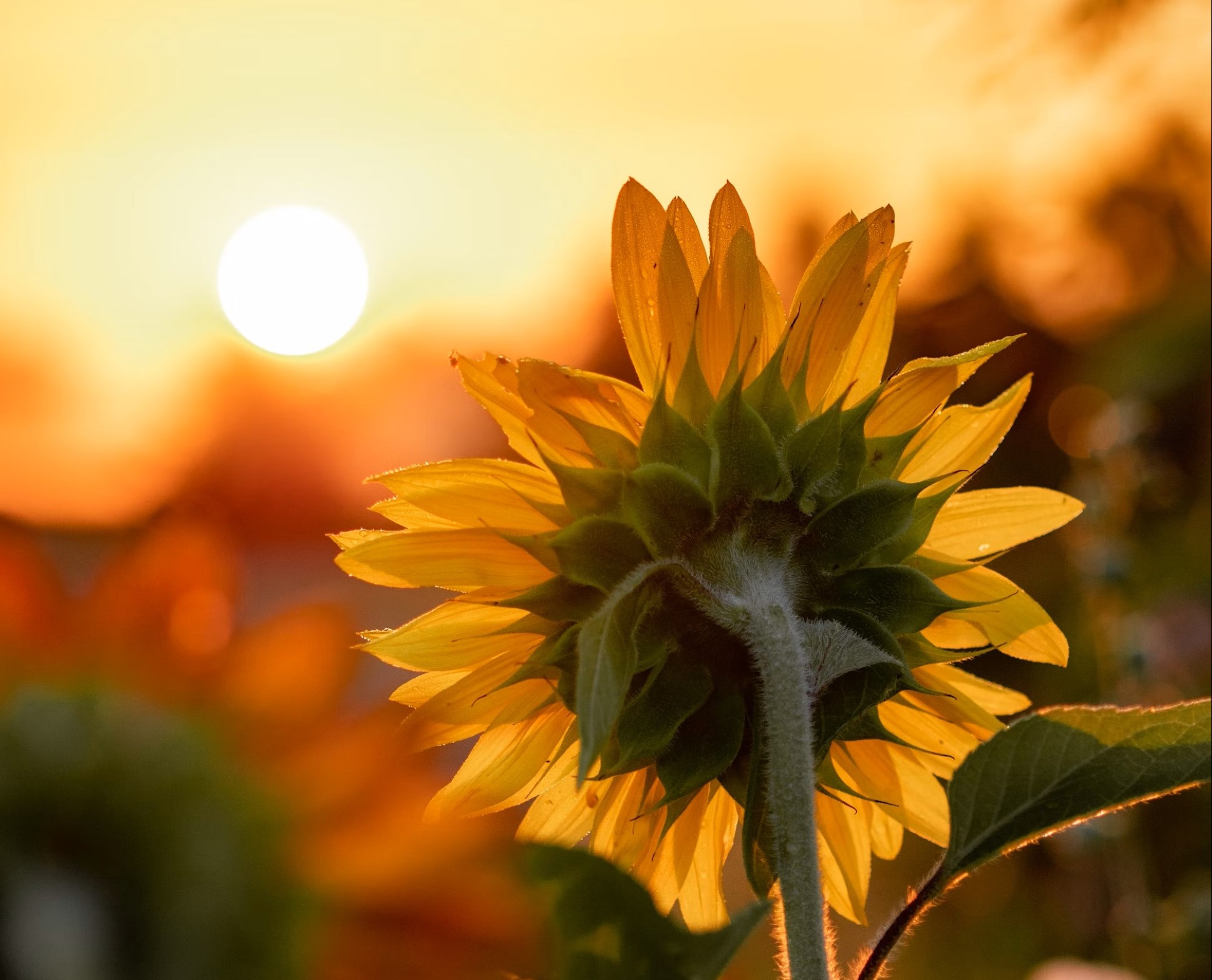Solsikke som vender seg mot solen
