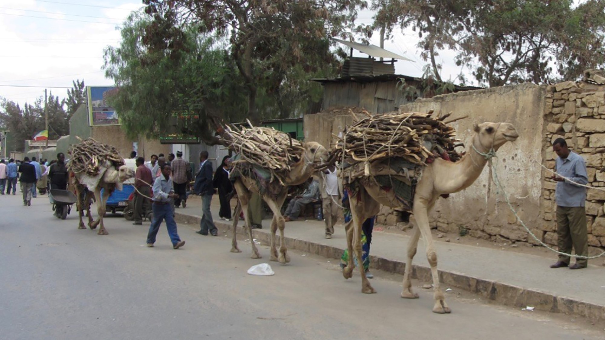 Kameler med last i gate