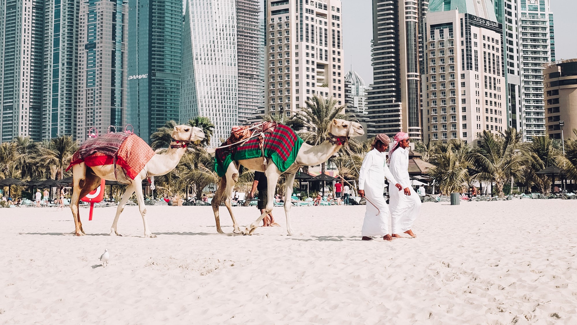 To menn i kjortler med kameler går på strand foran skyskapere